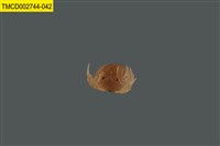 藏品(短指和尚蟹)的圖片